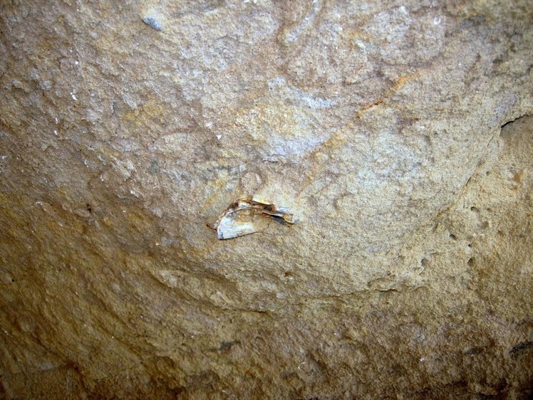 Grotta del Canale: fossile di pettinide.