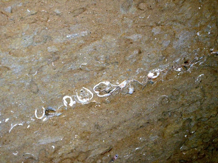 Grotta del Canale: Strato fossile di bivalvi lamellibranchi.