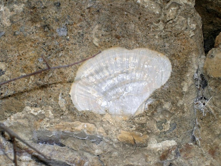 Grotta del Canale: Splendido fossile di pettinide.