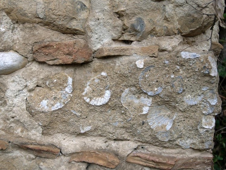 Grotta del Canale: Pietra con fossili di pettinidi inserita nella muratura.