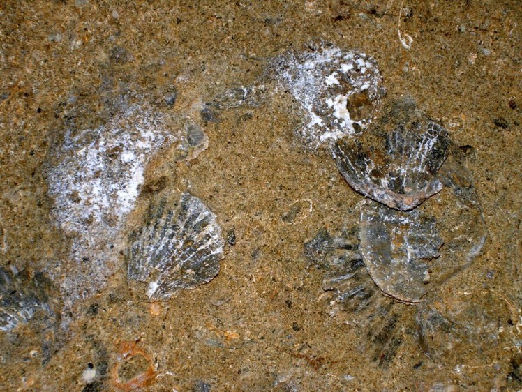 　　　　Grotta del Canale: fossili di pettinidi  ( “capesante”) Particolare.