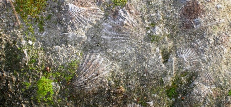 Fossili Preistoria Carife (Av)