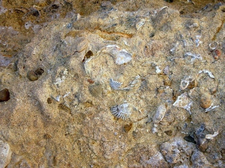 　　　　Grotta del Canale: Fossili di “Canestrelli”.