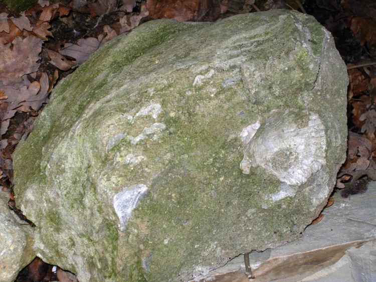 　　　　Canale: Pietra con fossile di “pettinide”.