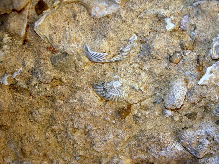 Fossili Carife (Av)