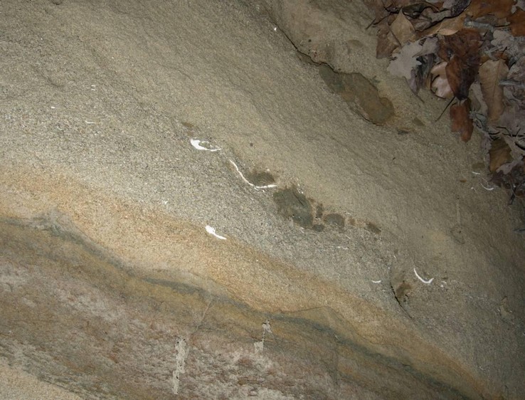Fossili di molluschi bivalvi lamellibranchi dalla contrada “Giuliano”.