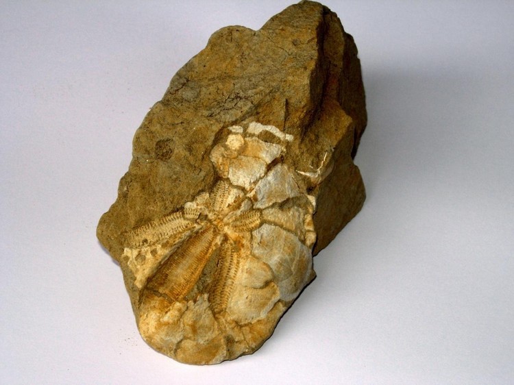 fossile carife