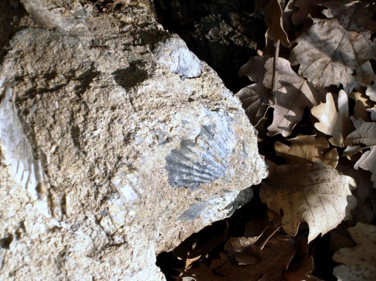 fossili carife av