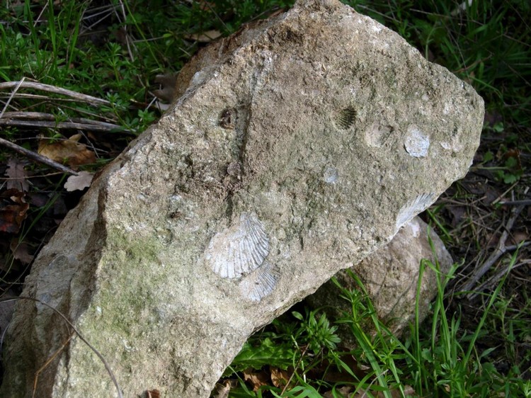 　　　　“ Canale”: Frammento di roccia con “pettinidi”.