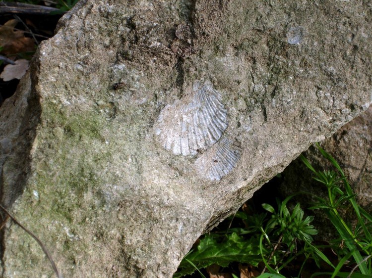 　　　　“Canale”: frammento di roccia con “pettinidi” (particolare).