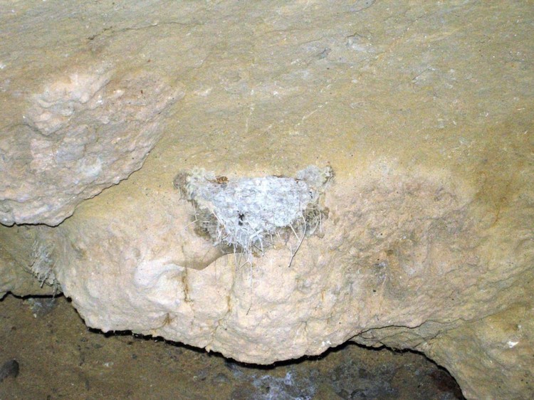 Grotta del Canale: una rondine vi ha costruito il suo nido