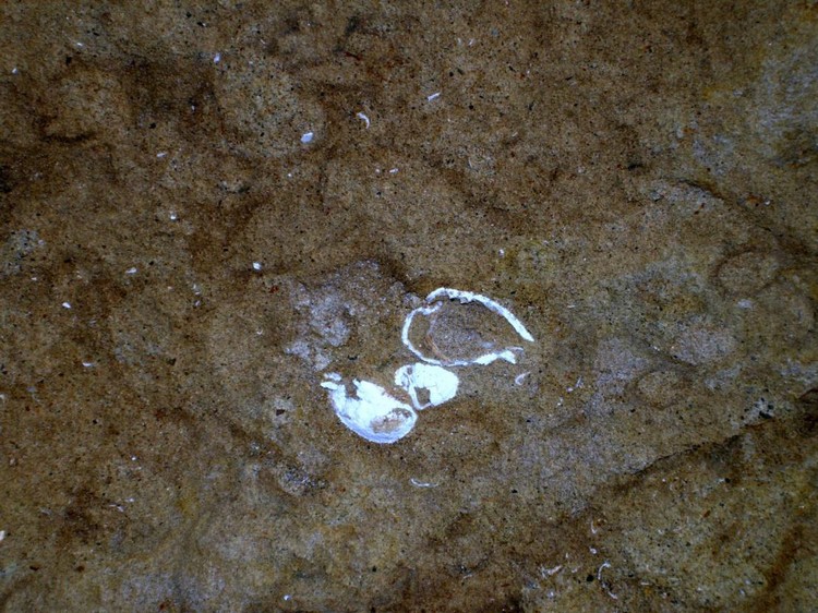 Grotta del Canale: Fossile di molluschi bivalvi lamellibranchi.