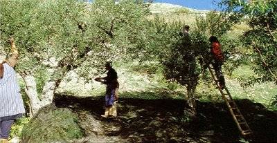 Si raccolgono le olive…